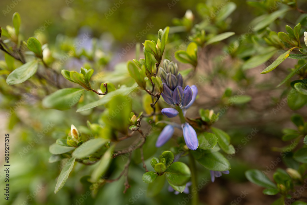 violet flowers on a tree violet flowers on a tree
