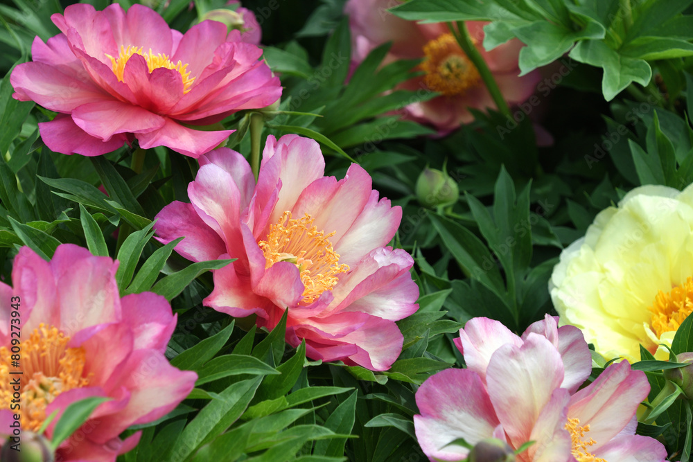 Pink tree peonies with yellow center landscaping bush blooming Pink tree peonies with yellow center landscaping bush blooming