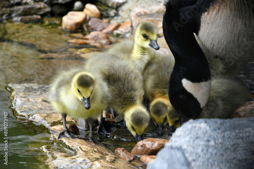 Canada Goose goslings - baby geese