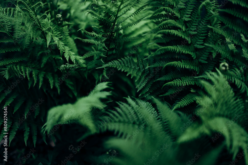 fern in the forest