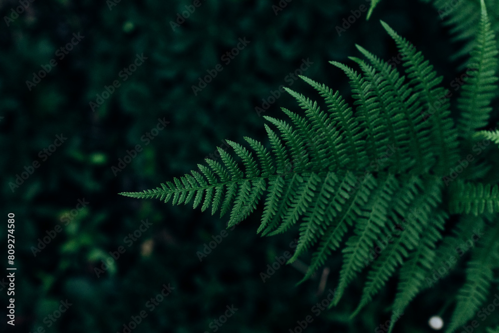 Macro photo of a bracken fern leaf Pteridium aquilinum