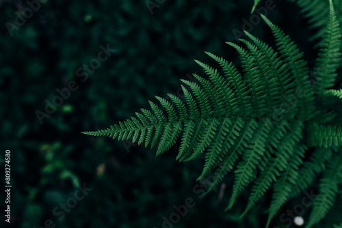Macro photo of a bracken fern leaf Pteridium aquilinum © Nella