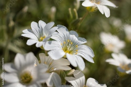 Mały biały kwiat , rogownica photo