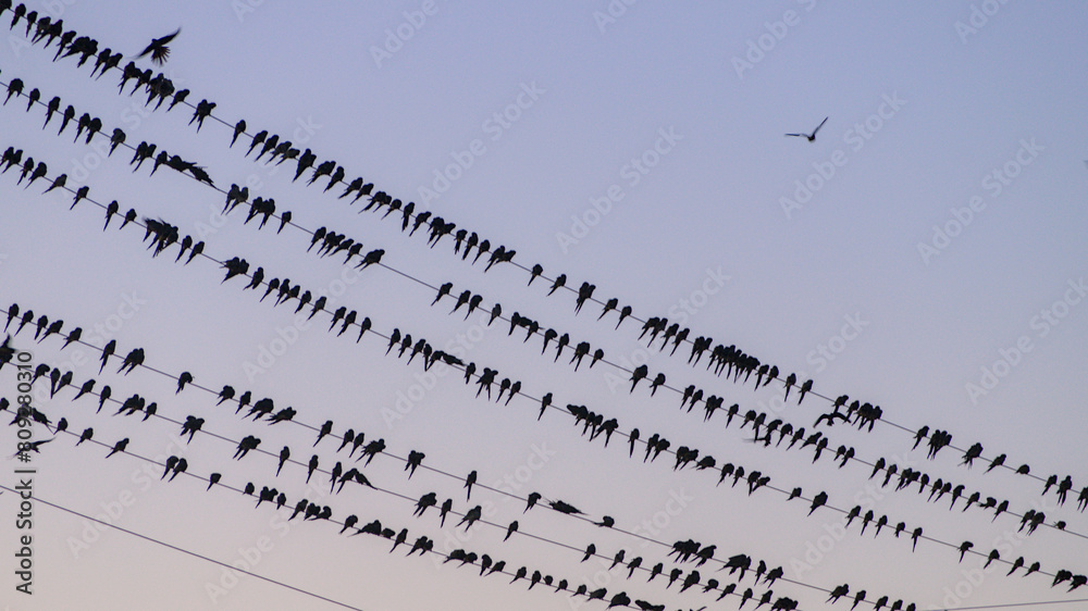 Fototapeta premium Birds perched on power lines