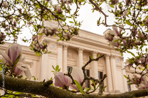 magnolia blossoms and Lund University in the background