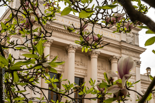 Obraz na płótnie Lund University seen through a flowering magnolia tree w salonie
