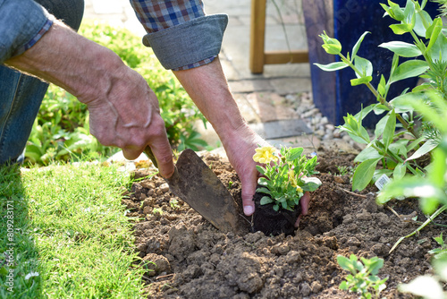 Mature man planting flowers in a flower bed while gardening at home close up on hands