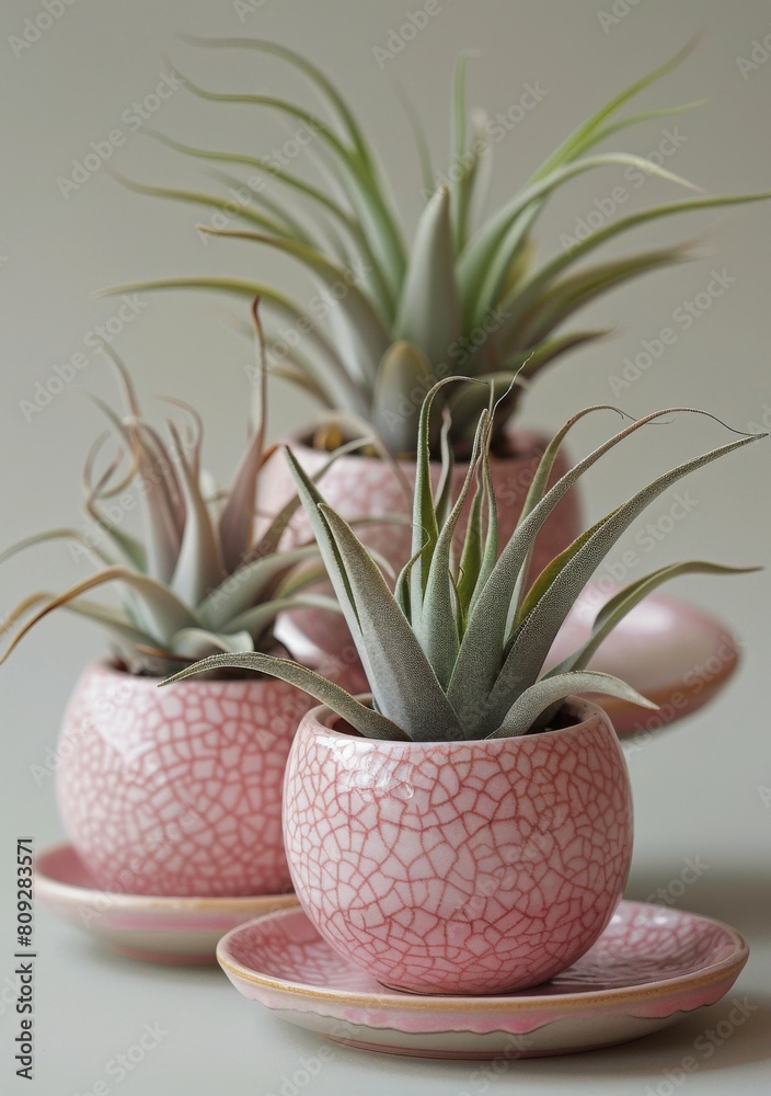 Three Pink Pots With Succulents