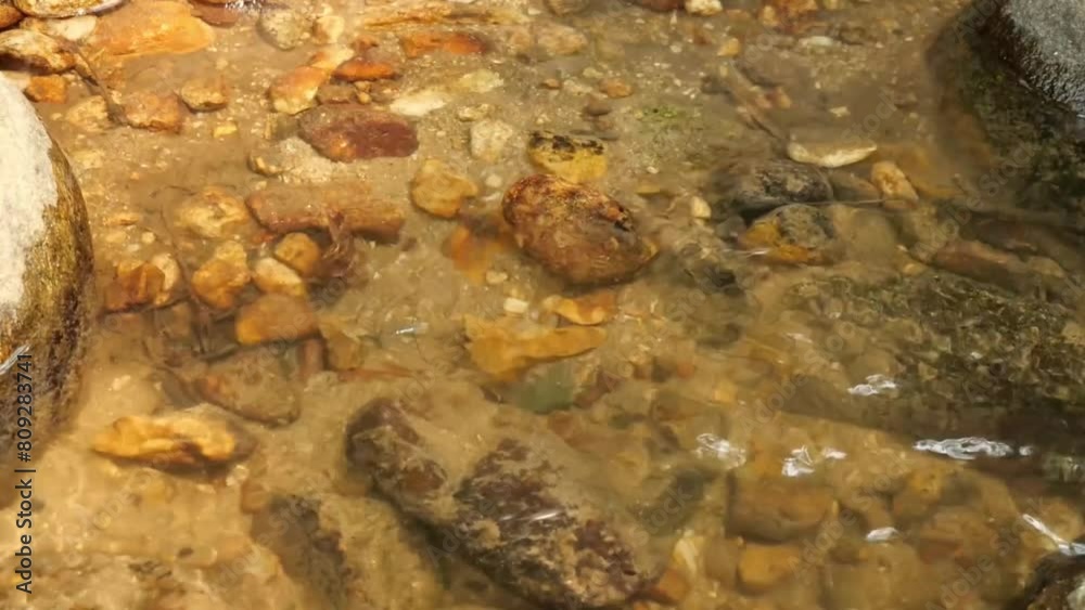 Pond skaters and water striders close up with natural clear, clean water river Pond skaters and water striders close up with natural clear, clean water river