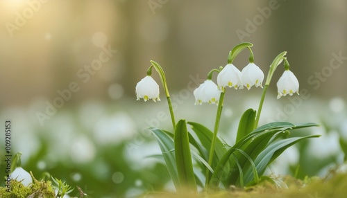 leucojum vernum spring snowflake in spring forest czech republic europe photo