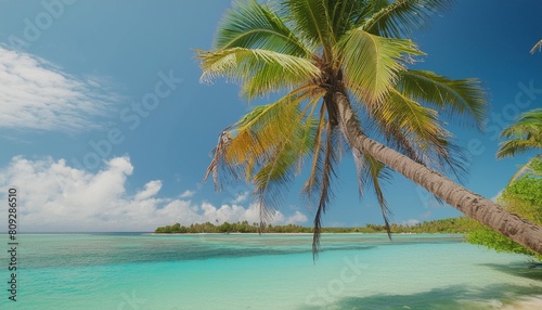 palm tree on a tropical beach in the south seas