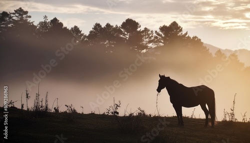 rural landscape horse silhouette in the pasture on a foggy morning sunrise in the countryside © Kristopher