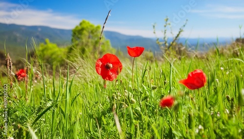 red spring poppy