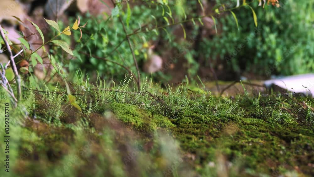 Green moss in the forest during the summer. Nature and ecology conservation in the Alps. Green moss in the forest during the summer. Nature and ecology conservation in the Alps.