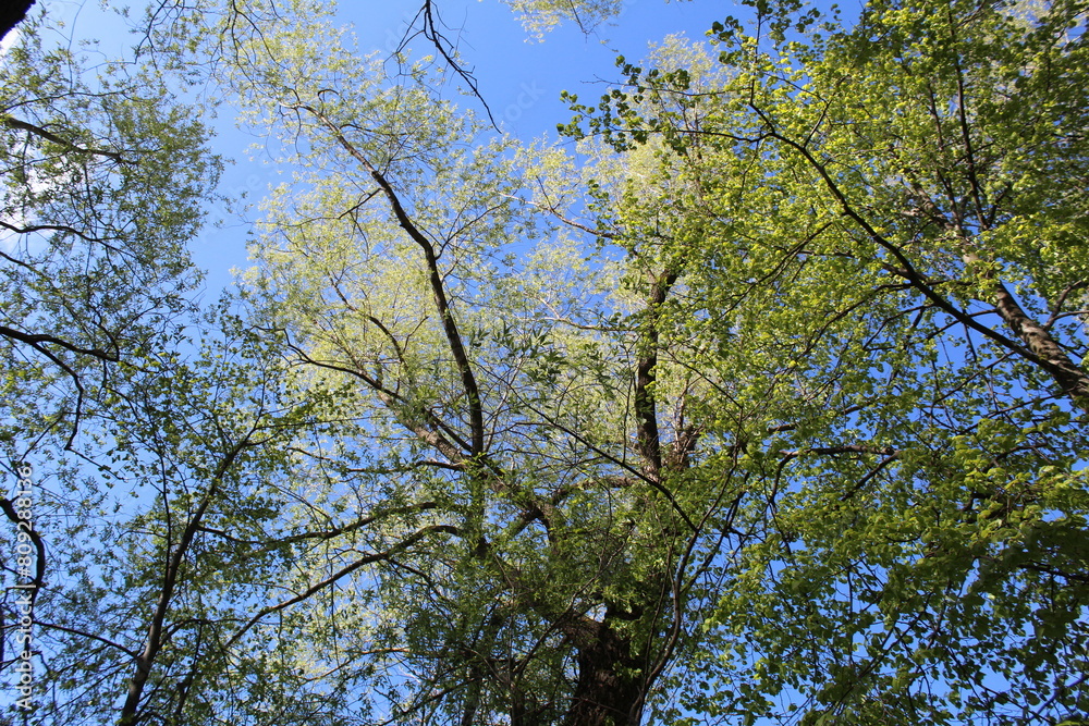 spring tree with green leaves and blue sky and sun, close-up photo from below spring tree with green leaves and blue sky and sun, close-up photo from below