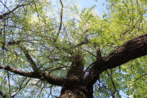 spring tree with green leaves and blue sky and sun, close-up photo from below 