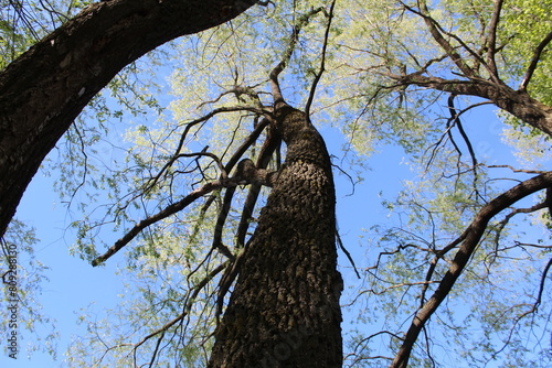 spring tree with green leaves and blue sky and sun, close-up photo from below 