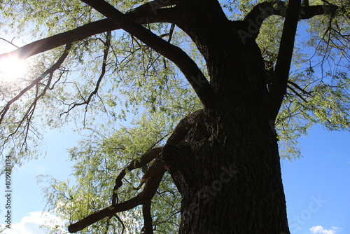 spring tree with green leaves and blue sky and sun, close-up photo from below 