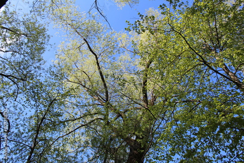 spring tree with green leaves and blue sky and sun, close-up photo from below 