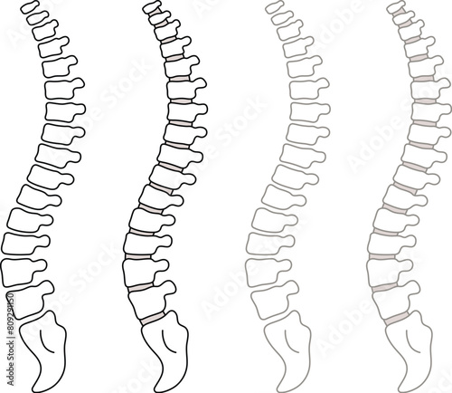Simple Cartoon Human Spine with and without Vertebrae Discs Clipart Drawing - Colored White