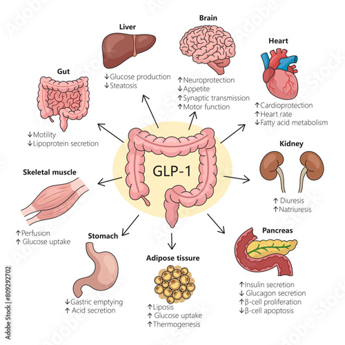 impact of GLP-1 on different organs highlighting physiological changes diagram hand drawn schematic vector illustration. Medical science educational illustration