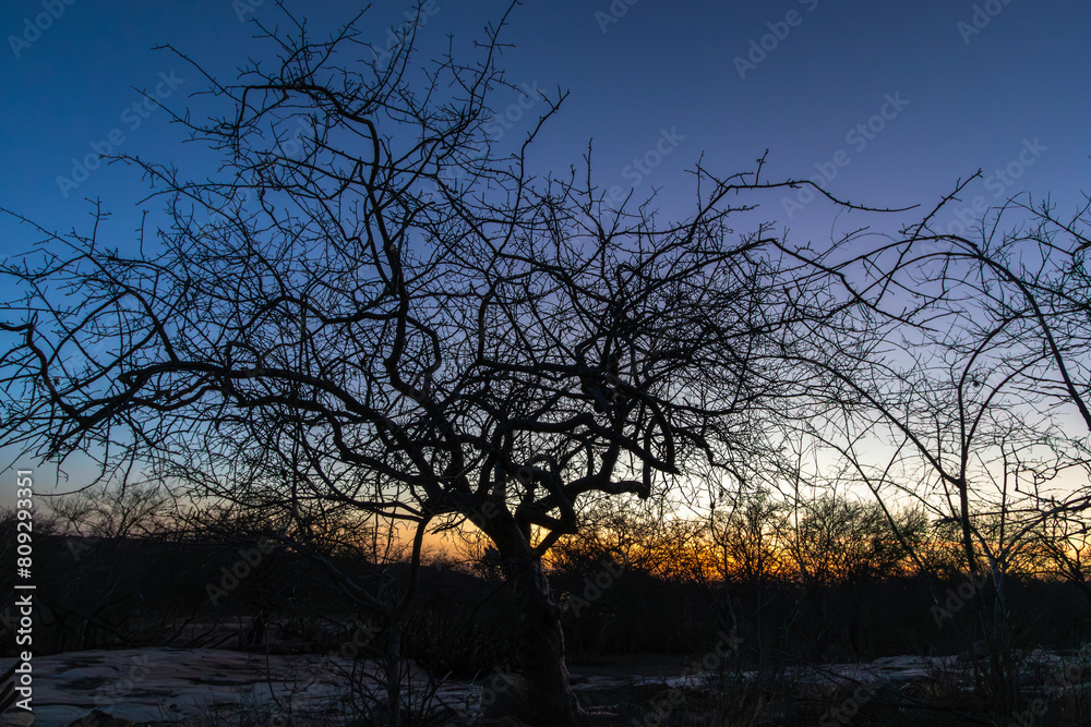 Sunset in a landscape in the caatinga biome with vegetation typical of the rural region with a dry climate in northeastern Brazil Sunset in a landscape in the caatinga biome with vegetation typical of the rural region with a dry climate in northeastern Brazil