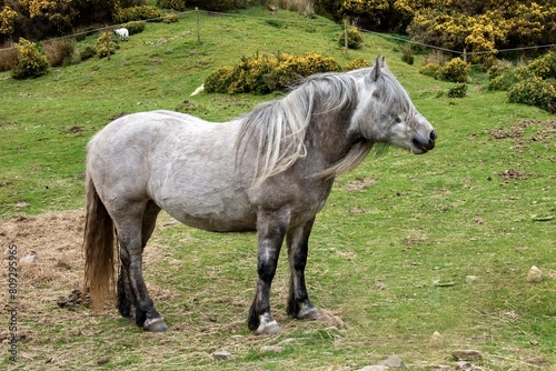 Shetland pony © thomas
