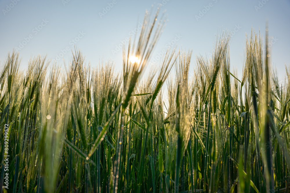 Sunlit Dew Drops on Wheat Stalks at Dawn Sunlit Dew Drops on Wheat Stalks at Dawn