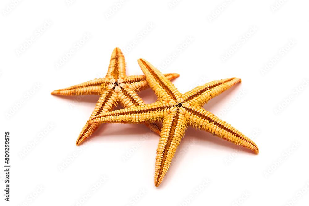Starfish isolated on white background. Starfish isolated on white background.
