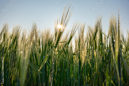 Sunlit Dew Drops on Wheat Stalks at Dawn