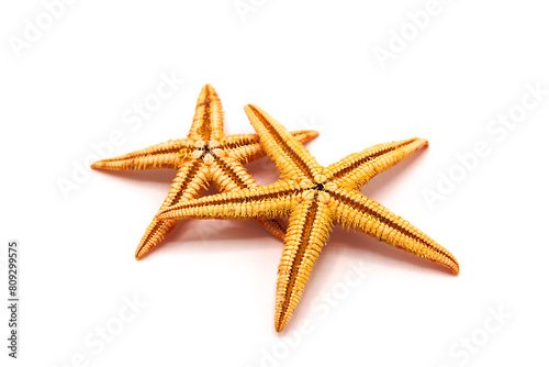 Starfish isolated on white background. 