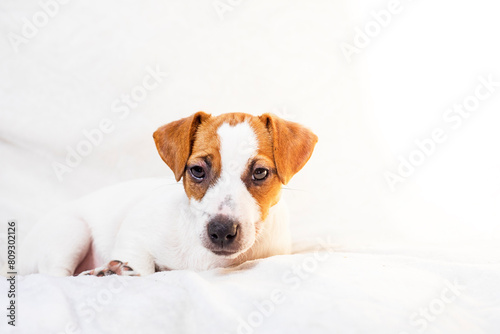beautiful Jack Russell terrier puppy lies on the sofa. Caring for puppies