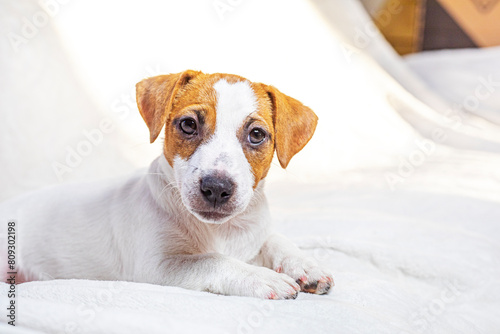 beautiful Jack Russell terrier puppy lies on the sofa. Caring for puppies © Nataliia Makarovska
