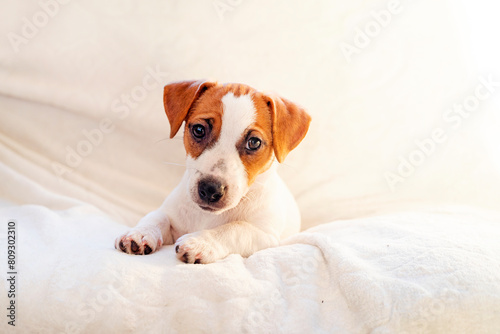 Jack Russell terrier puppy lies on the sofa. Caring for puppies