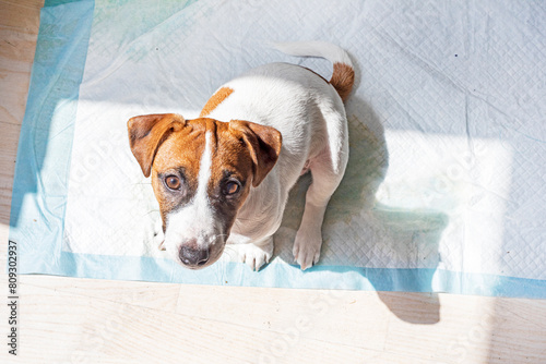 training a small Jack Russell Terrier puppy to use a diaper on the toilet in the house