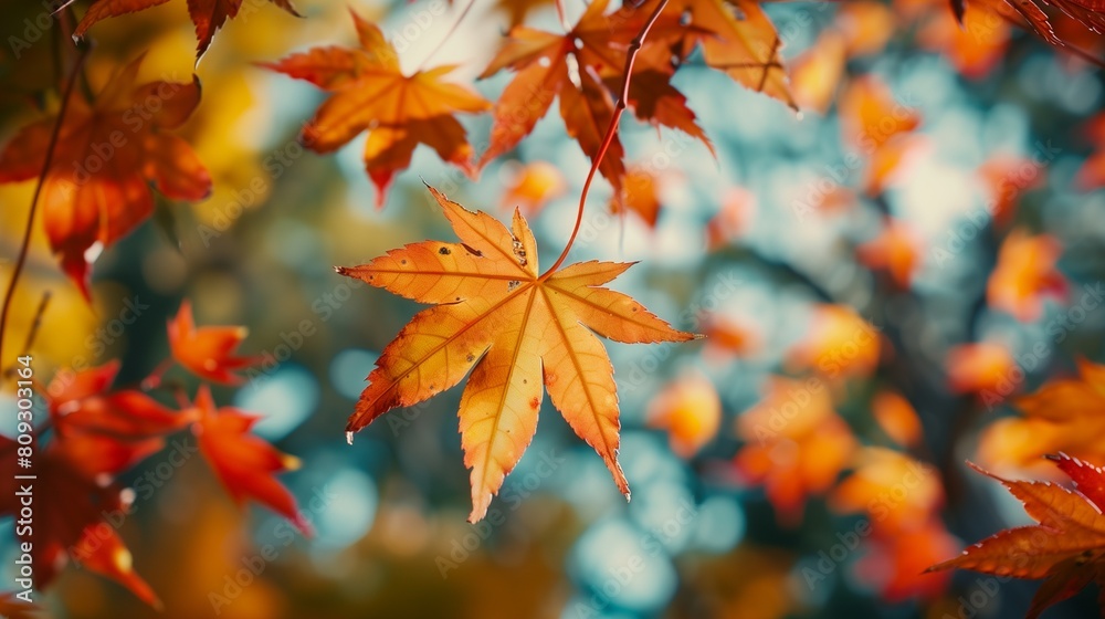 Falling autumn maple leaves natural background .Colorful foliage Falling autumn maple leaves natural background .Colorful foliage