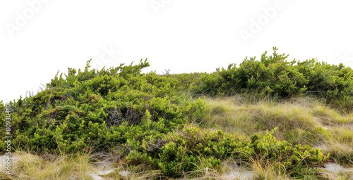 PNG Plateau vegetation landscape nature.