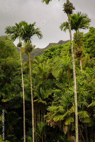 Hawaii Botanical Gardens