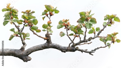 A branch of a tree with green leaves and small white flowers