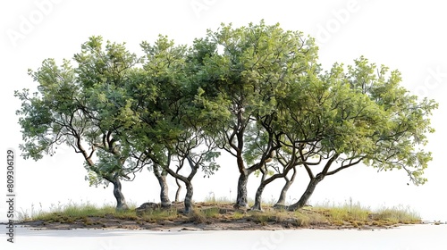 A group of realistic trees with green leaves and twisted trunks rendered in Blender Cycles. The trees are set against a transparent background and are isolated from the ground. © K-MookPan