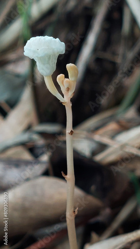 A unique orchid species called crystal bells (Didymoplexis pallens). This species is leafless and they do a symbiotic relationship with a microorganism to derive nutrition. Selective focus image photo