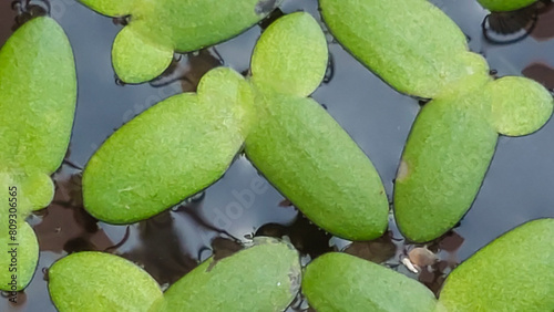 Small floating plant called duckweed (Lemna sp). Close up. Selective focus image photo