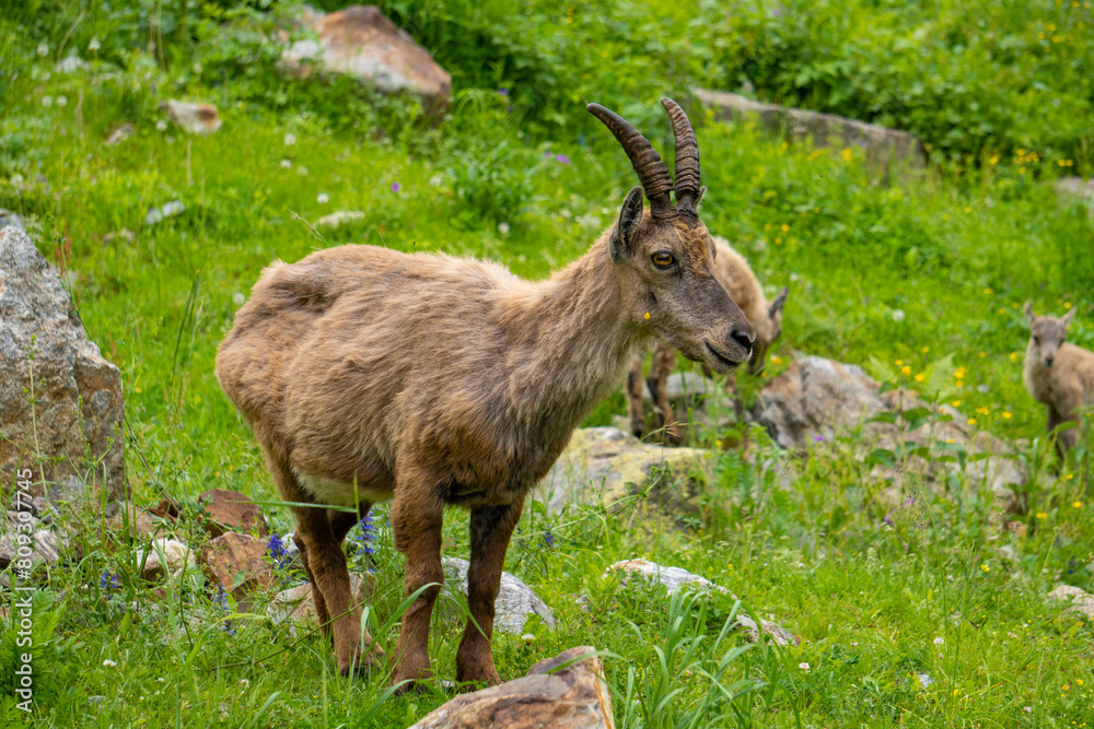 Ibex among the rocks. Maritime Alps Natural Park, ibexes graze the grass around a mountain lake near Entracque, Piedmont, Cuneo, Italy.