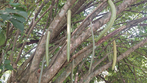 A unique plant called candle tree (Parmentiera cereifera) photo