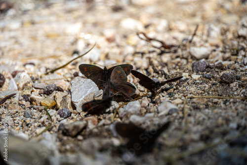 Farfalle sulla riva di un ruscello in Val Gardena. South Tyrol photo