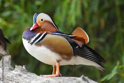 Male mandarin duck standing on wood