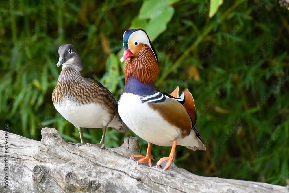 Male and female mandarin duck standing on wood