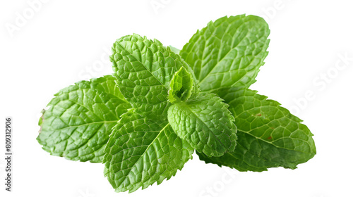 Fresh mint leaves cut out,on white background