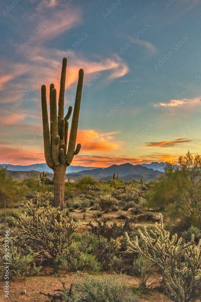 Saguaro at Sunset