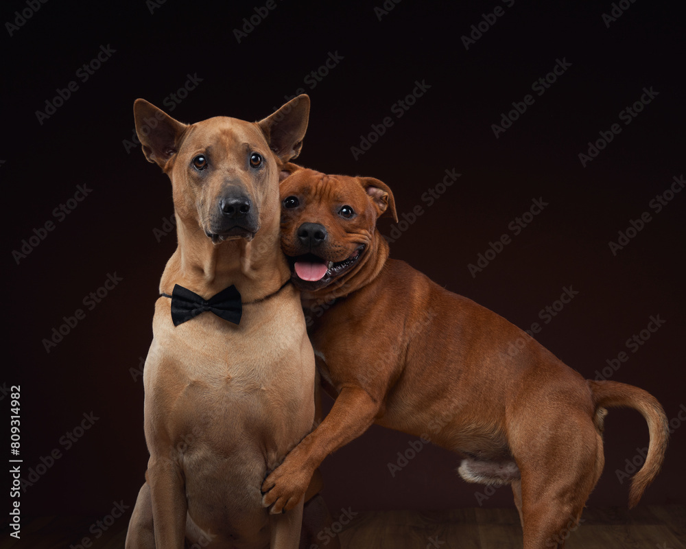 A Thai Ridgeback and a Staffordshire Bull Terrier pose together in a studio setting. two dogs hugging